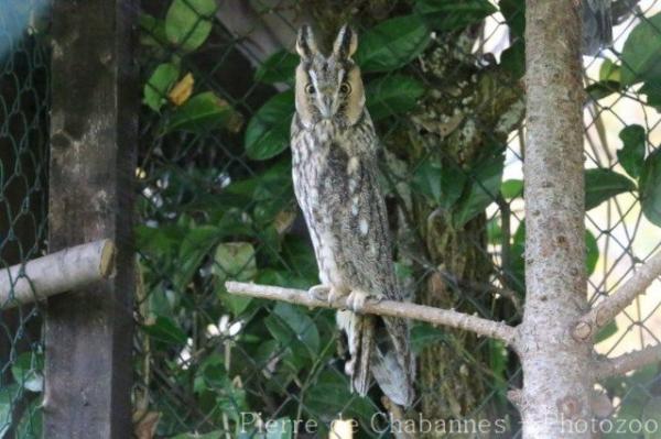 Long-eared owl