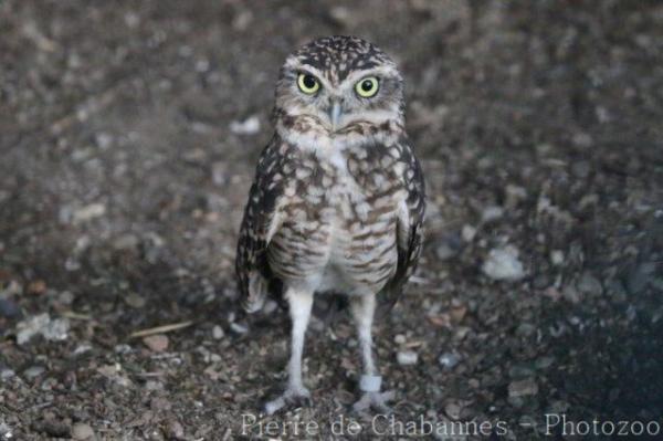 Burrowing owl