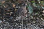 Eurasian dotterel