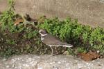 Little ringed plover