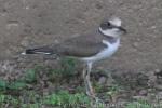 Little ringed plover