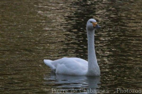 Whooper swan