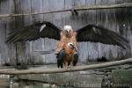 Bearded vulture