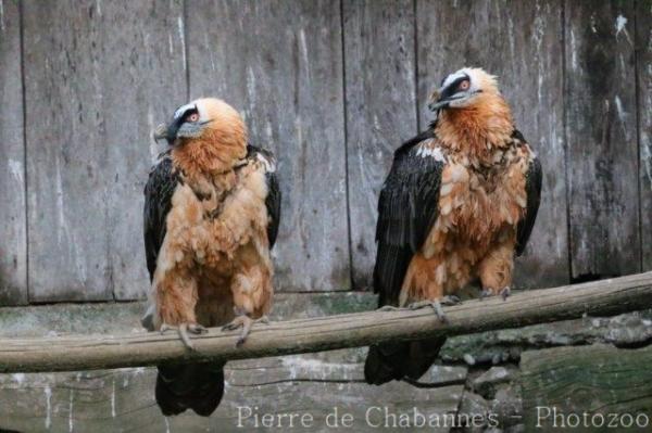 Bearded vulture