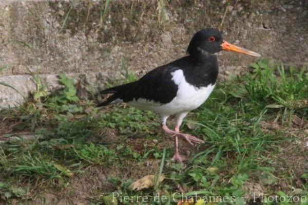 Eurasian oystercatcher