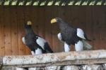 Steller's sea-eagle