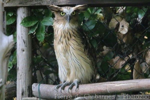 Buffy fish-owl