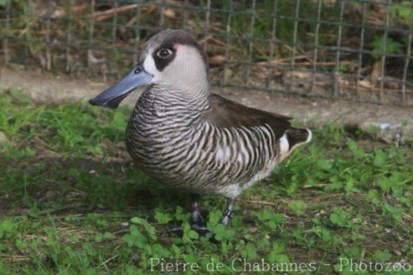 Pink-eared duck