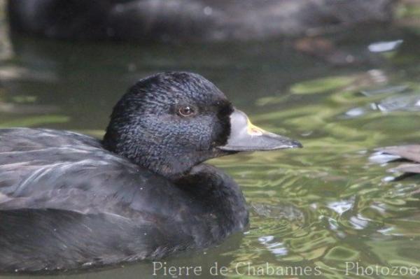 Common scoter