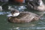 Common scoter