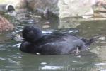 Common scoter