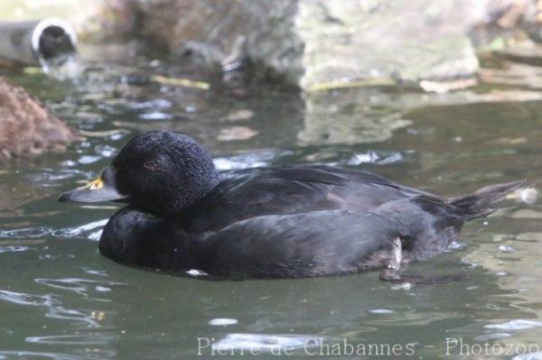 Common scoter