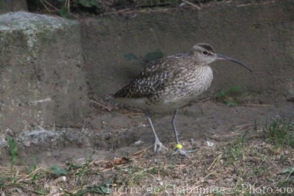 Whimbrel