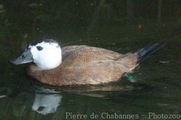 White-headed duck