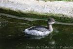 Horned grebe