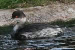 Horned grebe