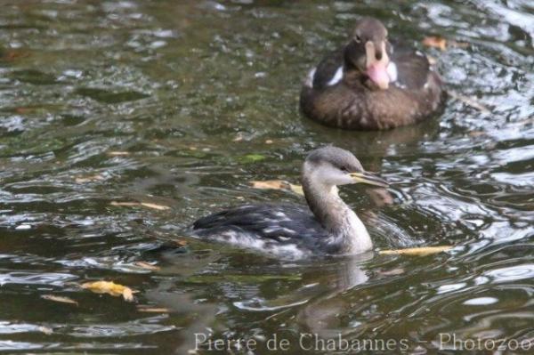 Red-necked grebe