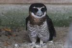 Band-bellied owl