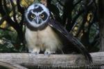 Spectacled owl