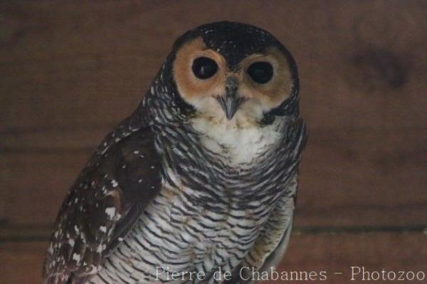 Spotted wood-owl