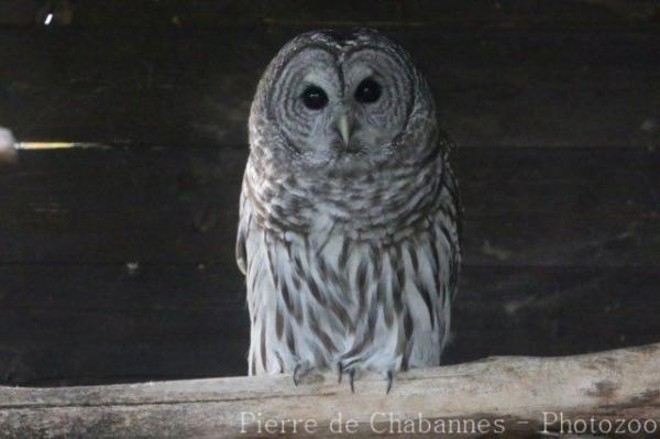 Barred owl