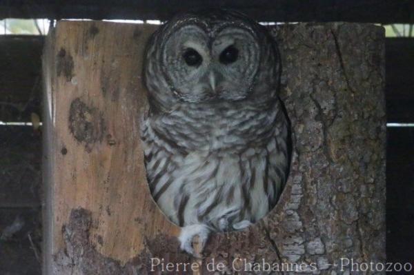 Barred owl