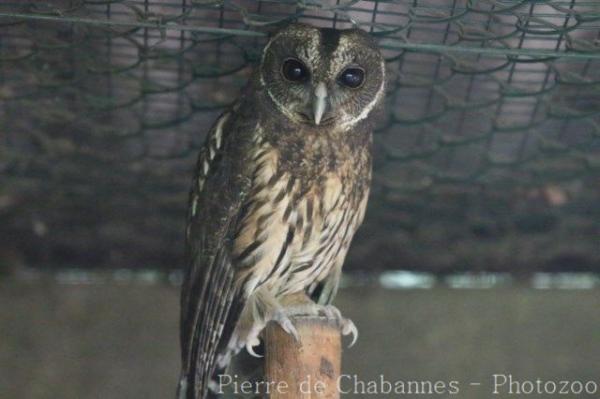 Mottled owl