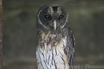 Mottled owl