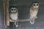 African wood owl