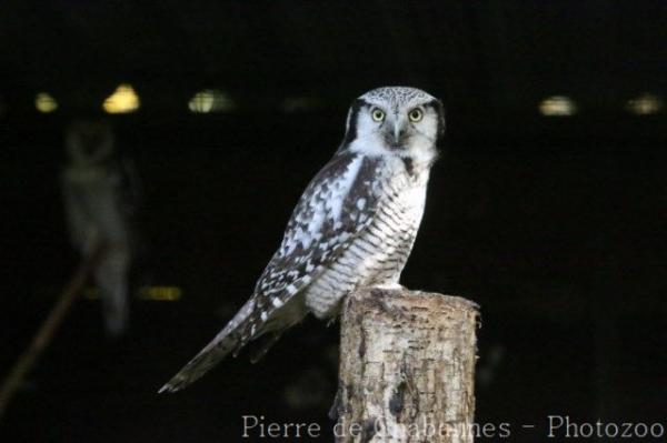 Northern hawk-owl