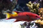 Spotfin hogfish