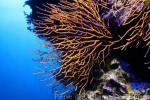 Yellow gorgonian