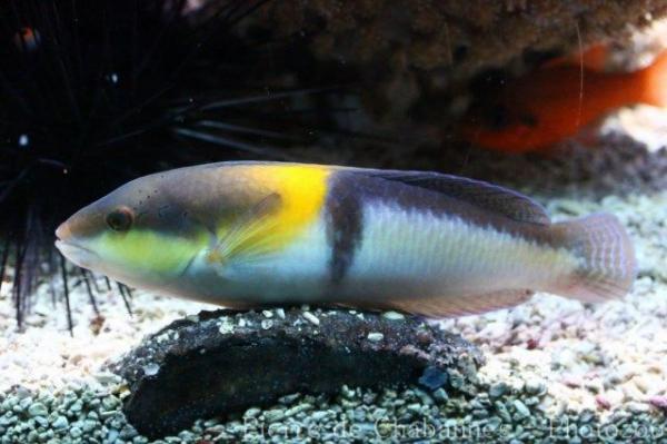 Yellowhead wrasse