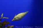 Harlequin filefish