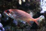 Reef squirrelfish