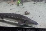 Adriatic sturgeon