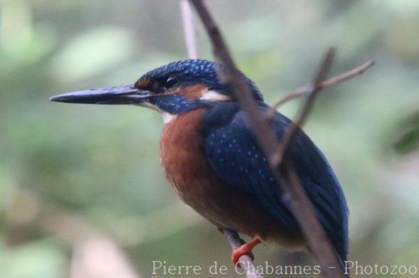 Common kingfisher