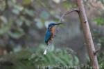 Common kingfisher