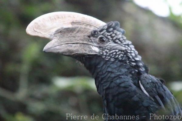 Silvery-cheeked hornbill