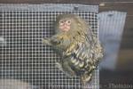 Pygmy marmoset