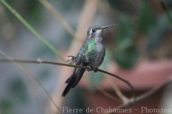 Cuban emerald