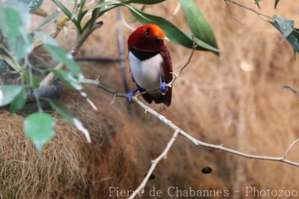 King bird-of-paradise