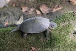 European pond turtle