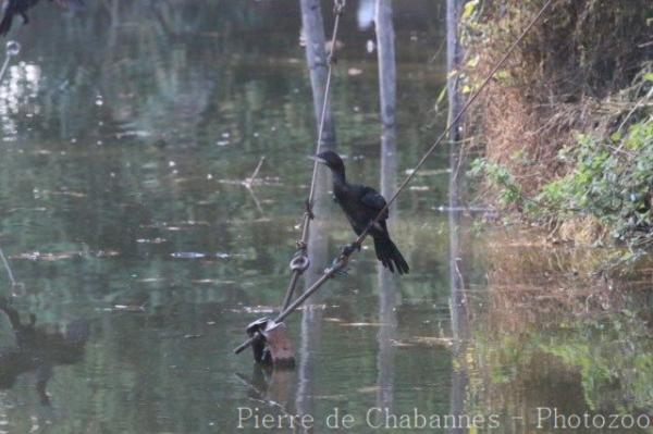 Pygmy cormorant