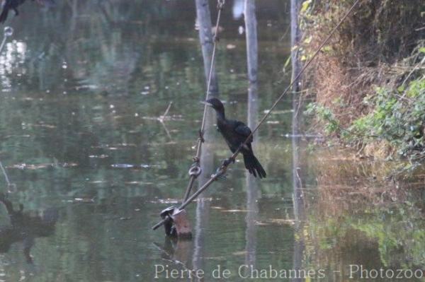 Pygmy cormorant