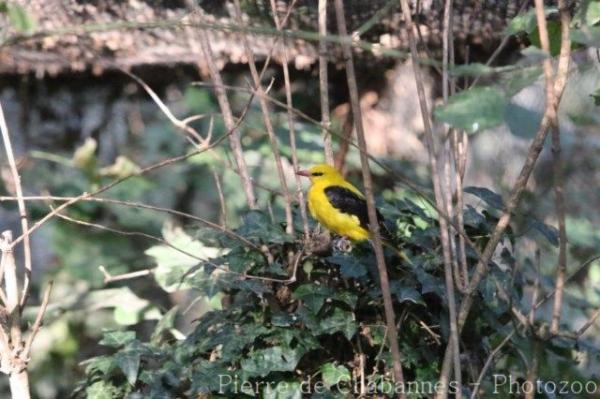 Eurasian golden oriole