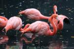 American flamingo