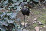 Glossy ibis