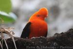 Andean cock-of-the-rock