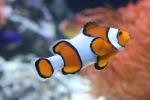 Clown anemonefish